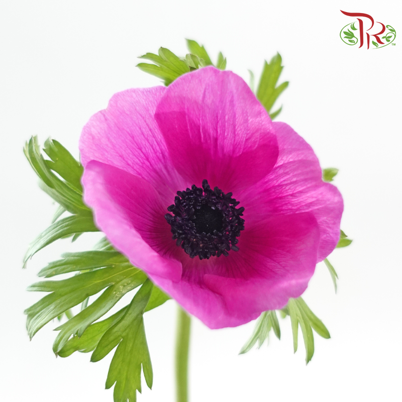 Anemone