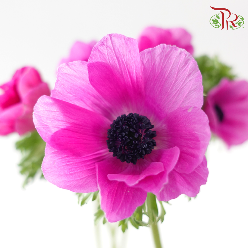 Anemone