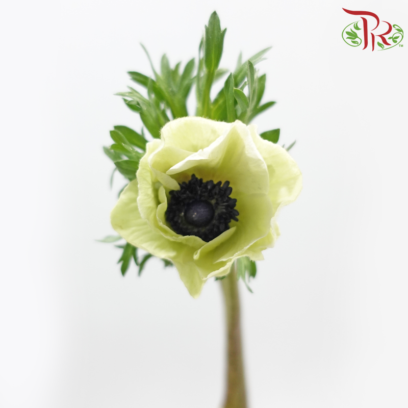 Anemone Hupehensis