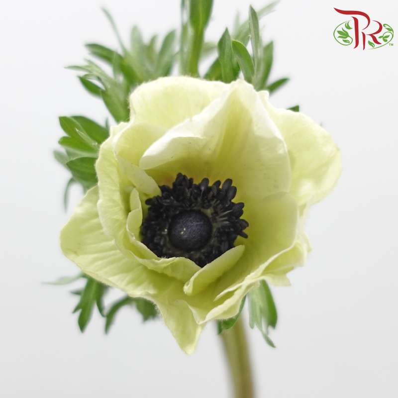 Anemone Hupehensis