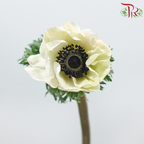 Anemone Hupehensis
