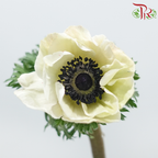 Anemone Hupehensis