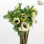 Anemone Hupehensis