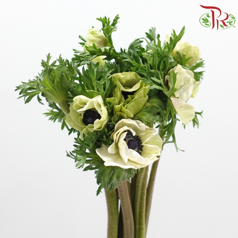 Anemone Hupehensis