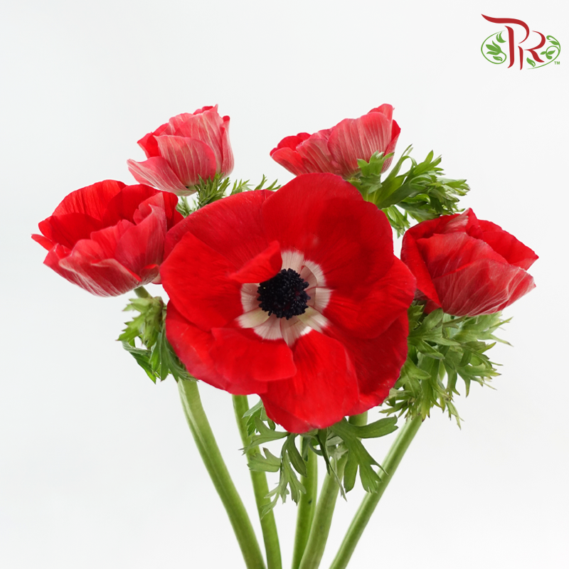 Anemone