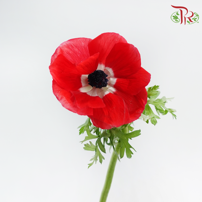 Anemone