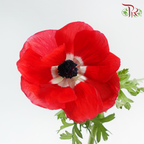 Anemone