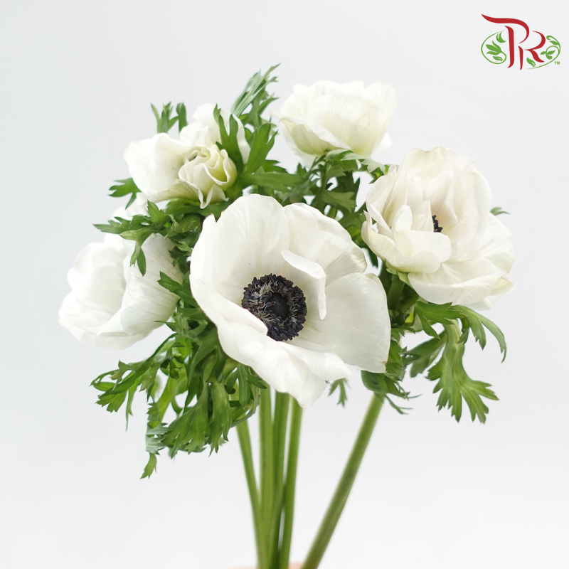 Anemone