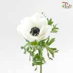 Anemone