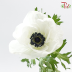 Anemone