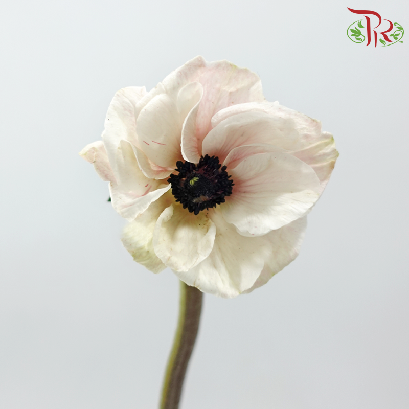 Anemone Hupehensis