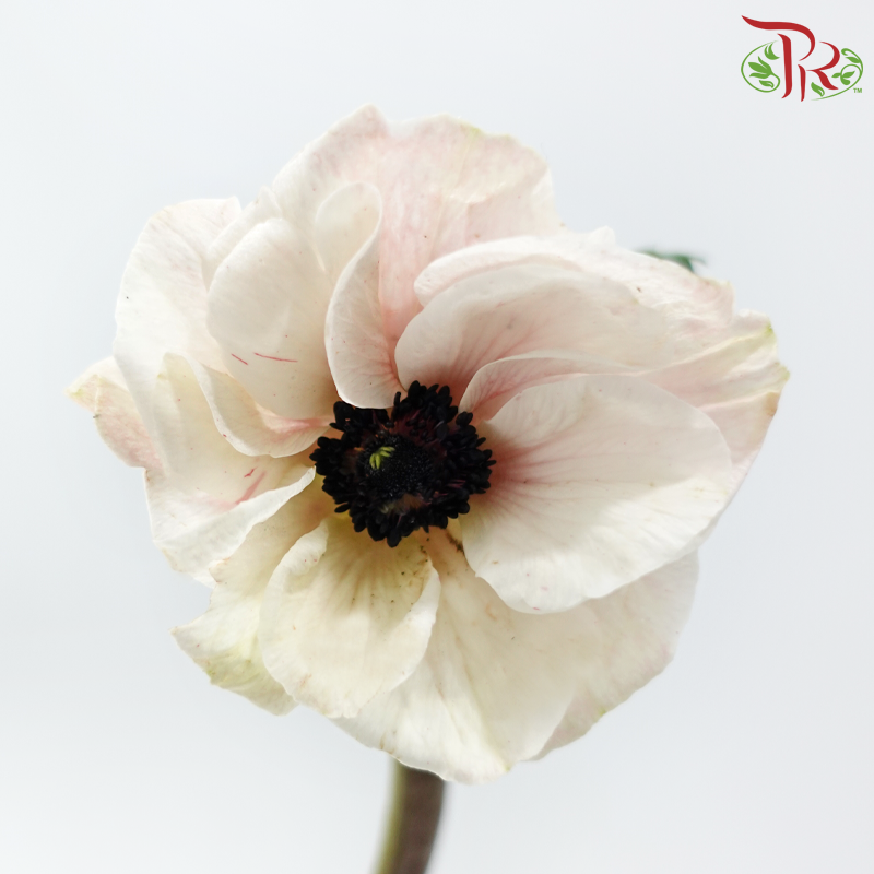 Anemone Hupehensis