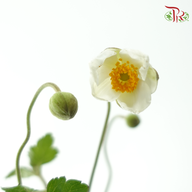 Anemone