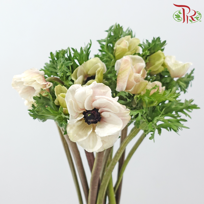 Anemone Hupehensis