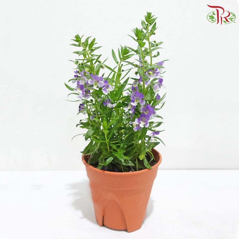 Angelonia P140《天使花》