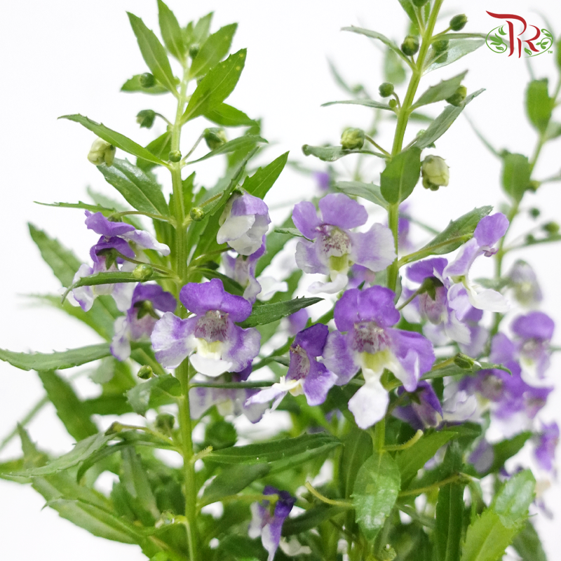 Angelonia P140《天使花》