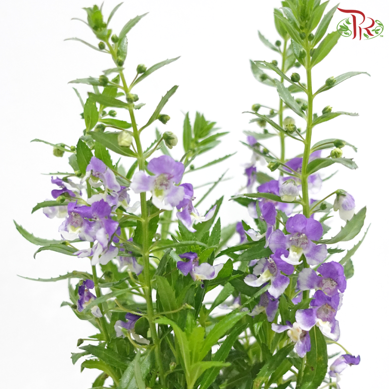 Angelonia P140《天使花》