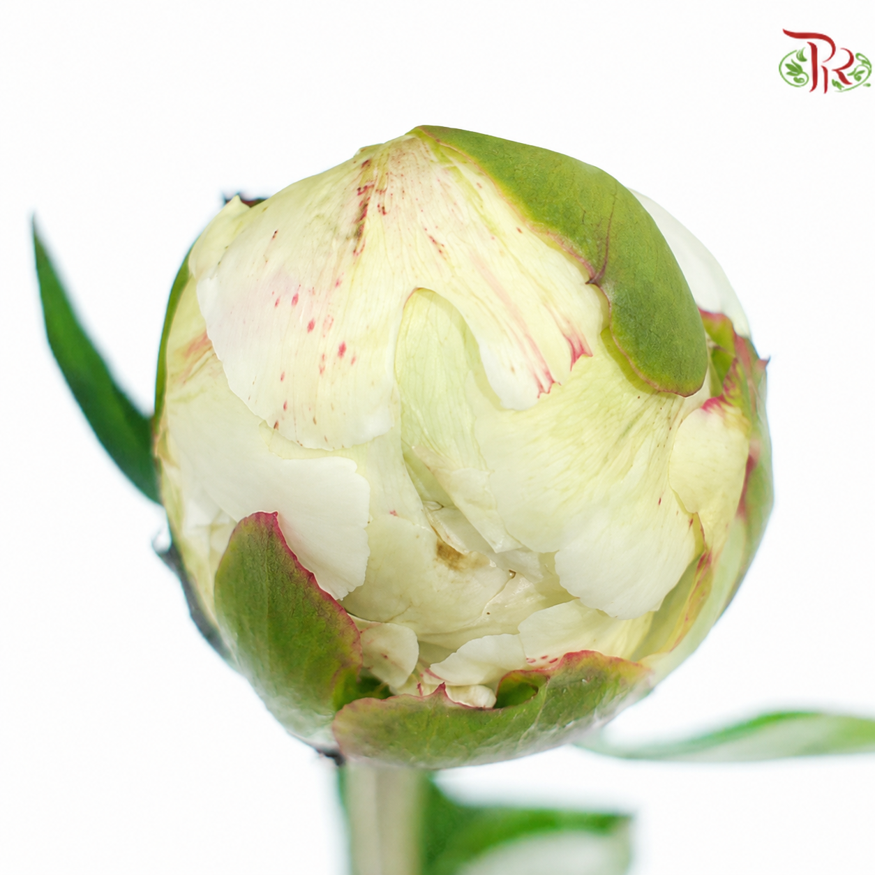 Peony 《牡丹》- Small / Medium Head