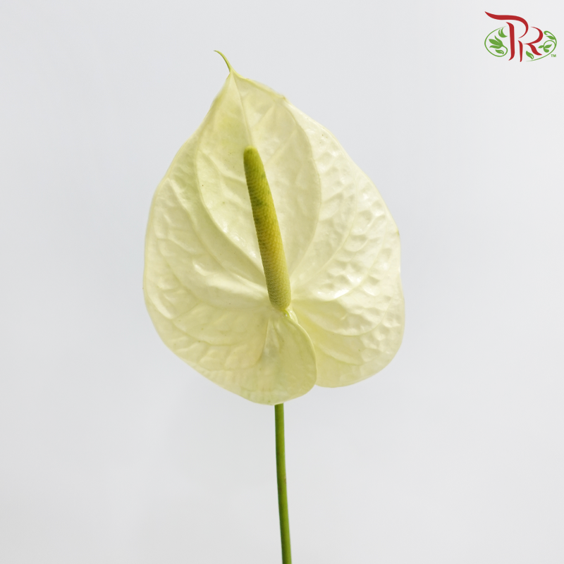 Anthurium