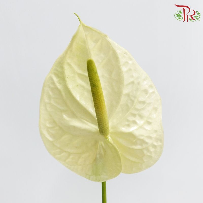 Anthurium