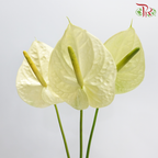 Anthurium