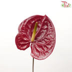 Anthurium