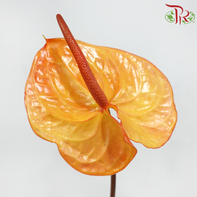 Anthurium