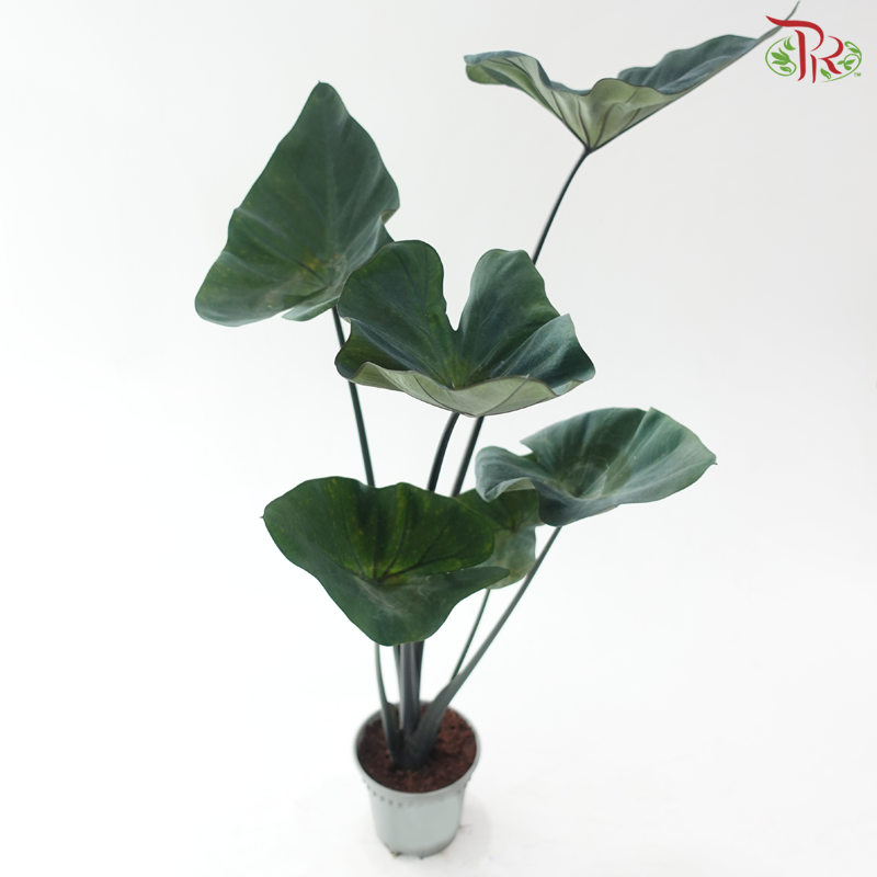 Colocasia Lucky Cup P120《芋属》