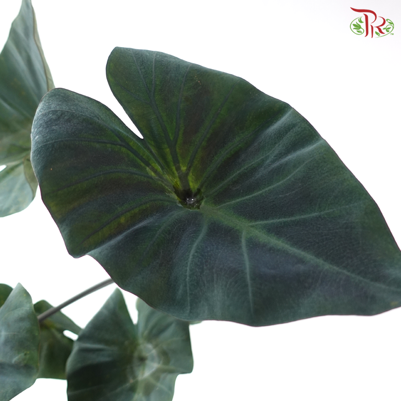 Colocasia Lucky Cup P120《芋属》