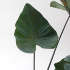 Colocasia Lucky Cup P120《芋属》