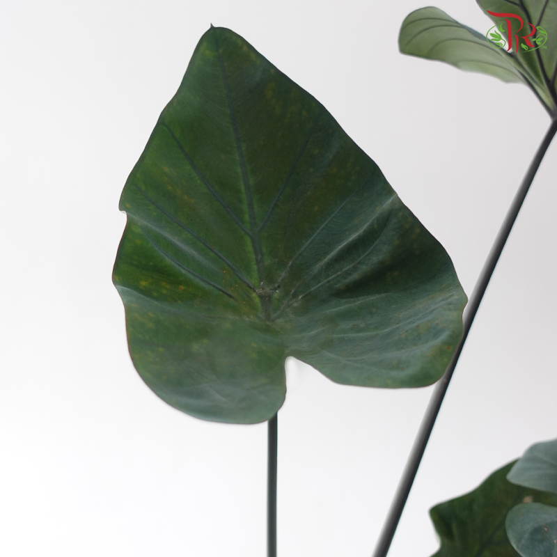 Colocasia Lucky Cup P120《芋属》