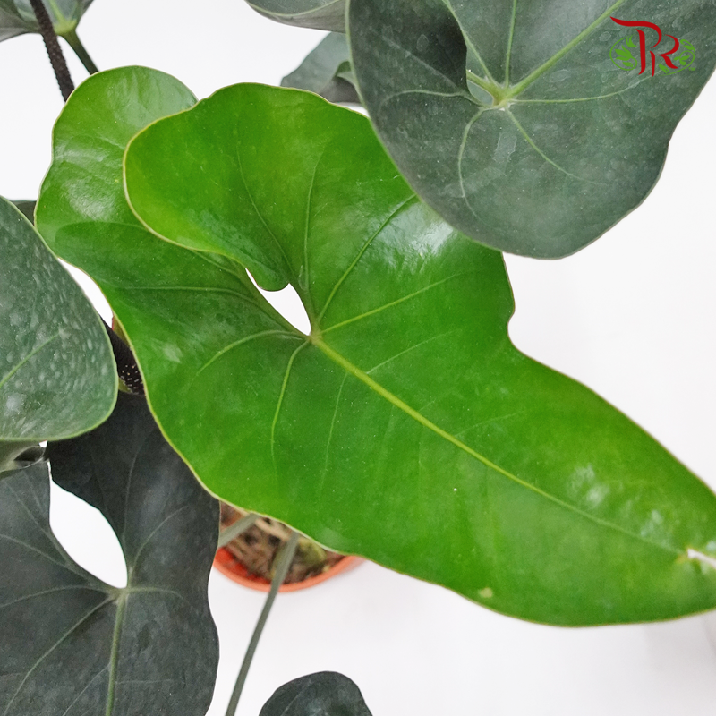 Anthurium Arrow  《国王花烛》 - Pudu Ria Florist