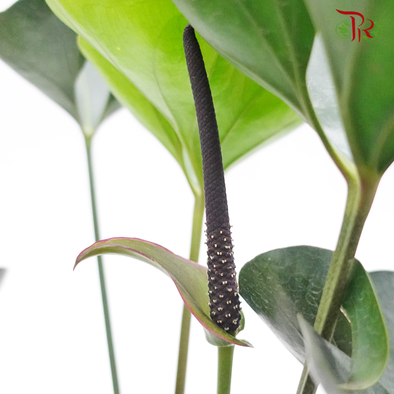 Anthurium Arrow  《国王花烛》 - Pudu Ria Florist