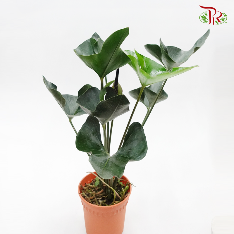 Anthurium Arrow  《国王花烛》 - Pudu Ria Florist