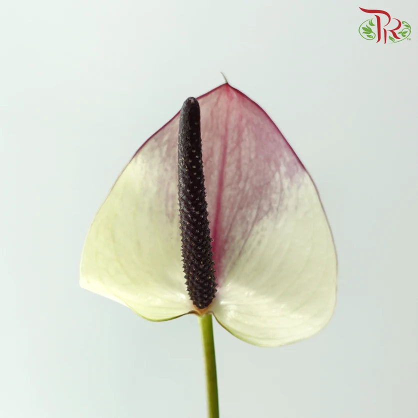 Anthurium