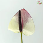 Anthurium