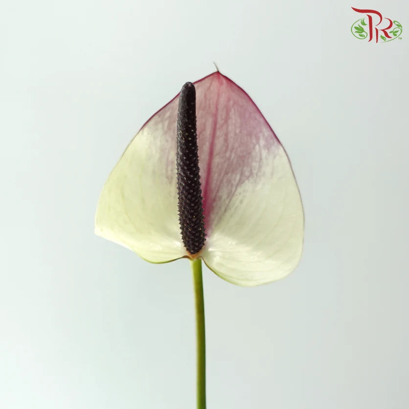 Anthurium