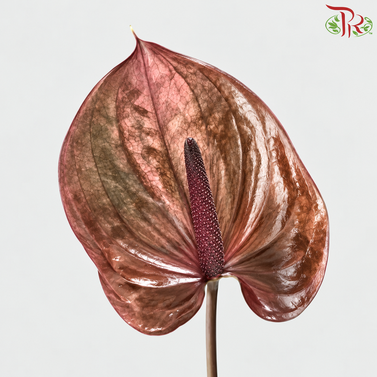 Anthurium