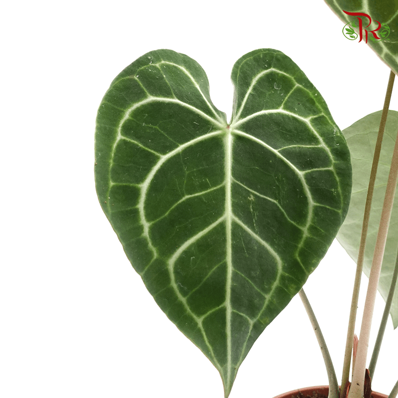 Anthurium Clarinervium《克莱恩水晶花烛》 - Pudu Ria Florist