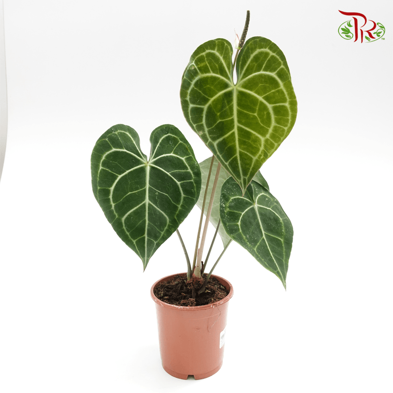 Anthurium Clarinervium《克莱恩水晶花烛》 - Pudu Ria Florist