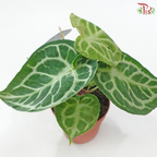 Anthurium Crystallium 120 - 30cm《水晶花烛》