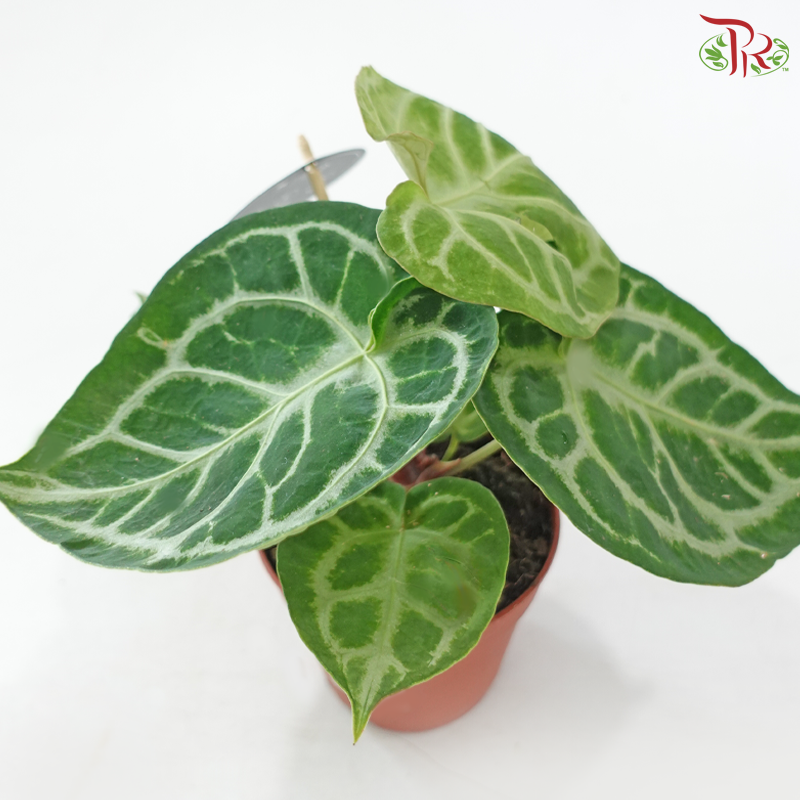 Anthurium Crystallium 120 - 30cm《水晶花烛》