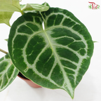 Anthurium Crystallium 120 - 30cm《水晶花烛》