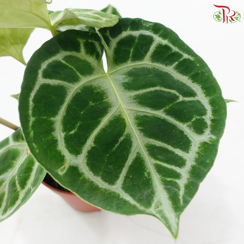 Anthurium Crystallium 120 - 30cm《水晶花烛》