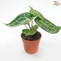 Anthurium Crystallium 120 - 30cm《水晶花烛》