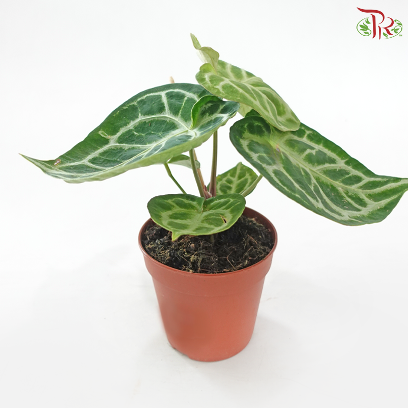 Anthurium Crystallium 120 - 30cm《水晶花烛》