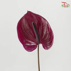 Anthurium