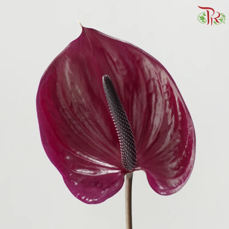 Anthurium