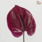 Anthurium