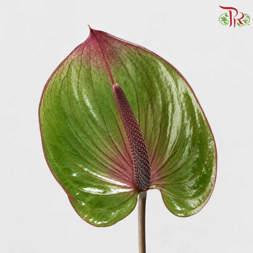Anthurium